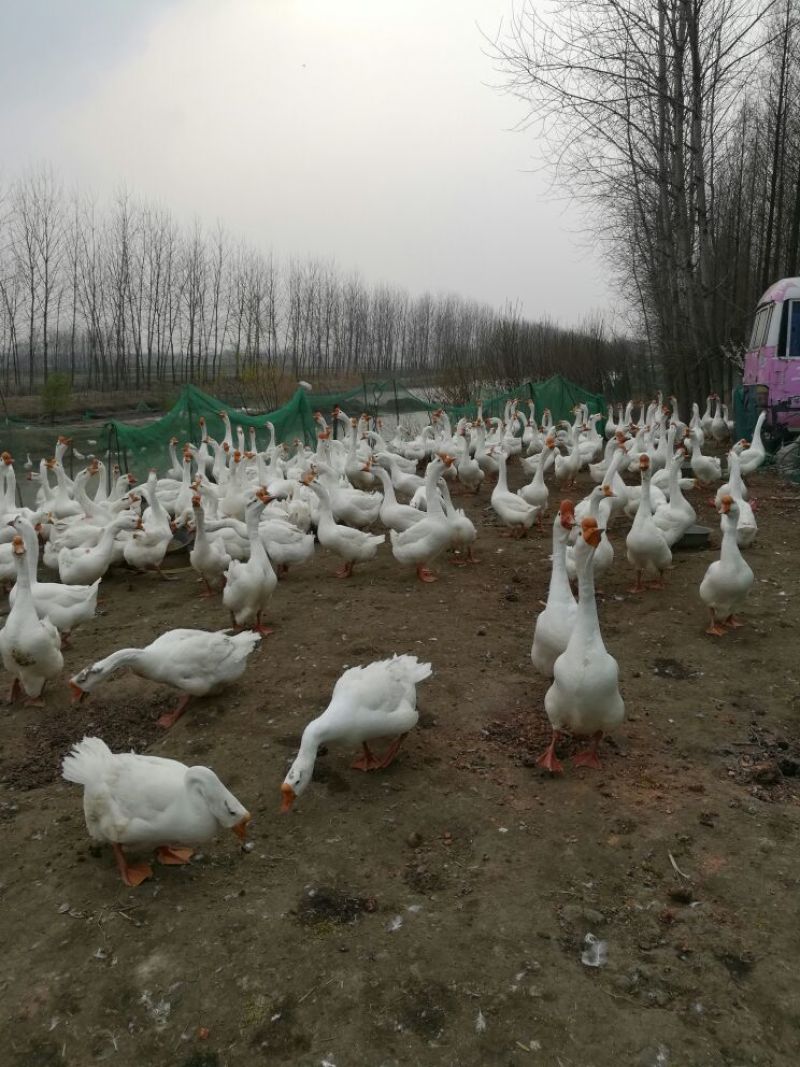 皖西白鹅鹅苗250g以下