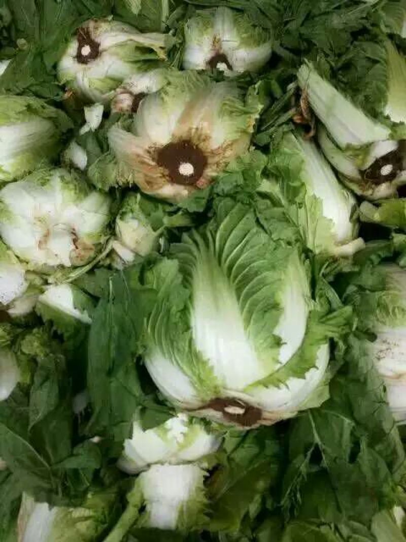 山东省日照黄心大白菜，一手货源2-4斤左右