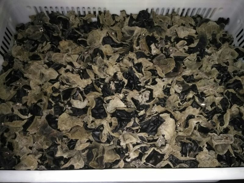 木耳二级