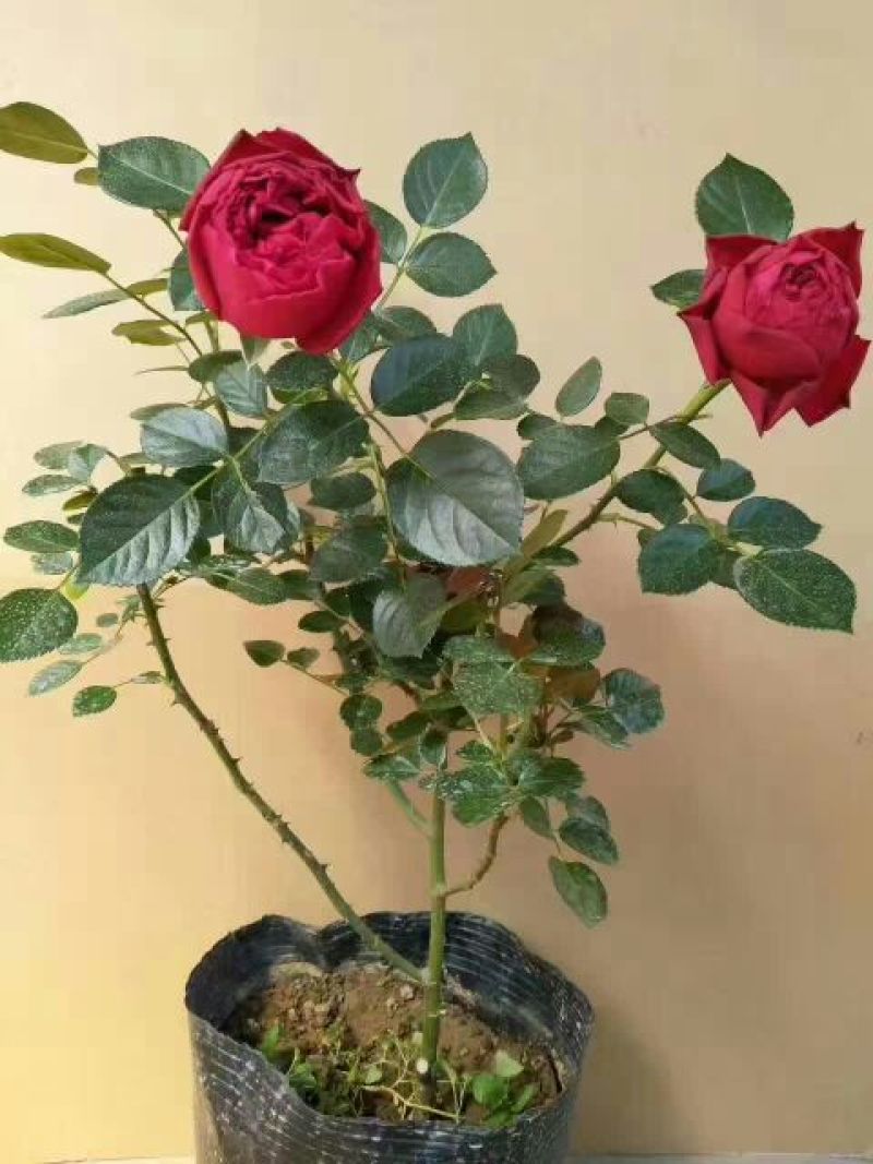 大花月季20~30cm，那位老板需要的联系我