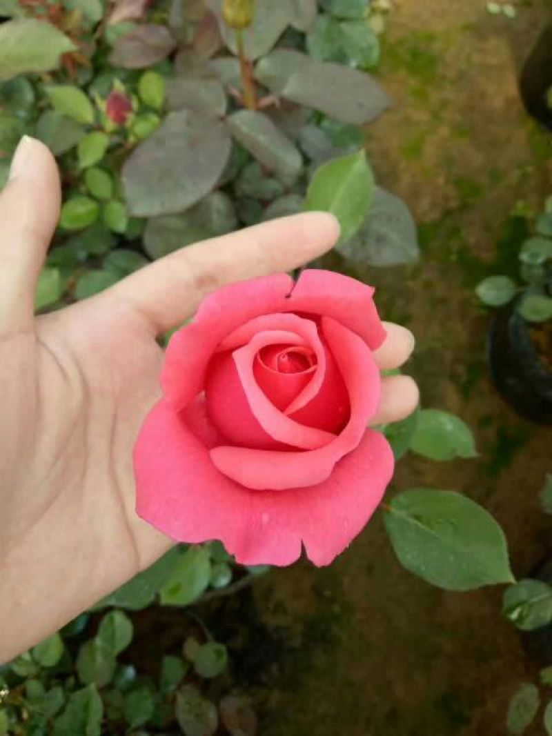 大花月季20~30cm