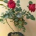 大花月季20~30cm