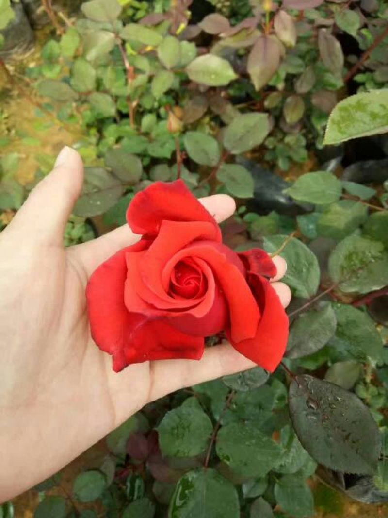 大花月季20~30cm