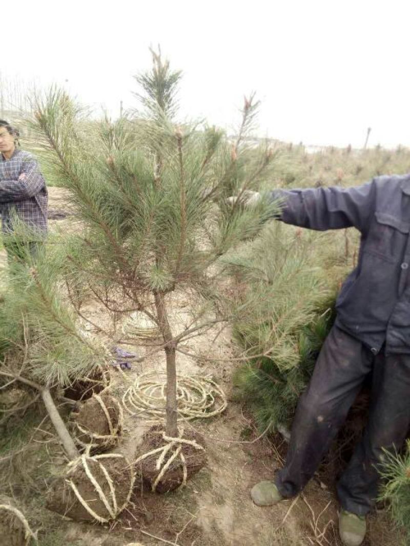 黑松苗1.5~2米黑松树苗基地一手货大量出售价格低