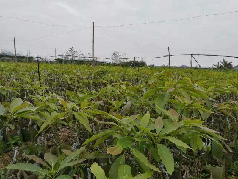 牛油果苗30~50cm