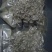 老树茶三级