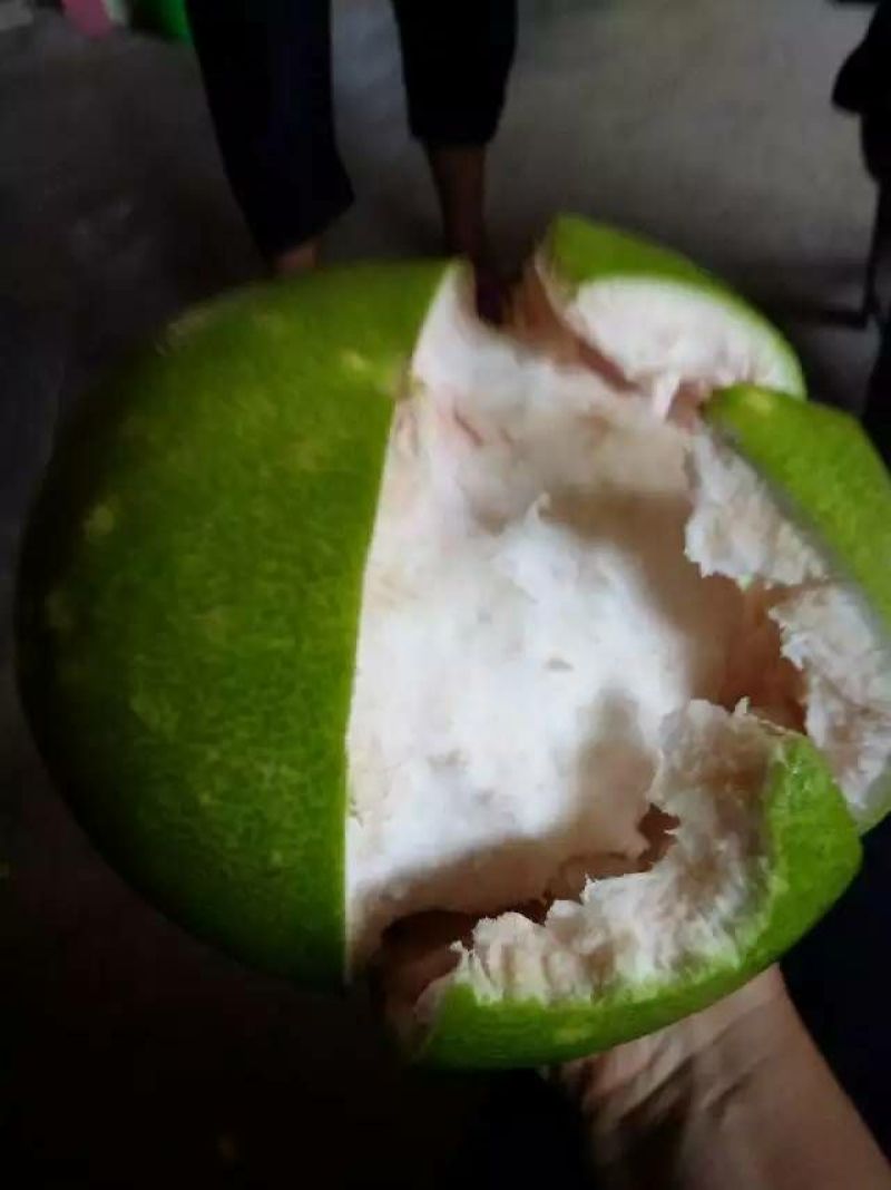 三红蜜柚苗