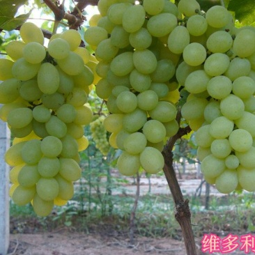 维多利亚葡萄5%以下1~2斤