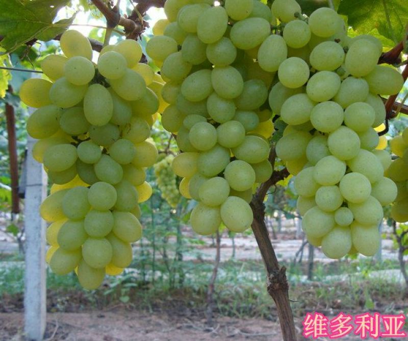 维多利亚葡萄5%以下1~2斤