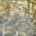 皮皮虾活虾