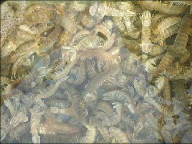 皮皮虾活虾