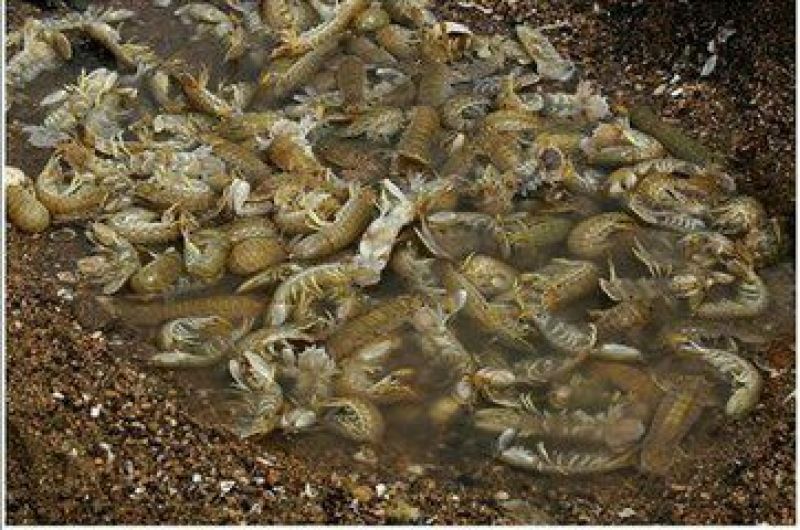 皮皮虾活虾