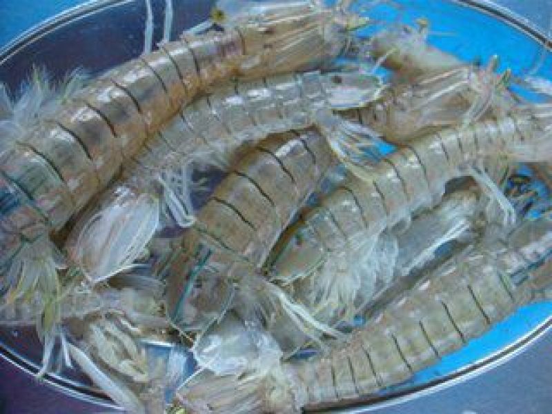 皮皮虾活虾