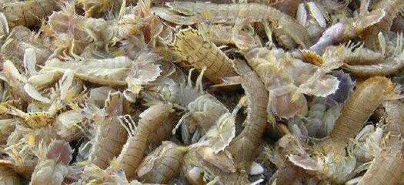 皮皮虾活虾
