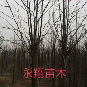马褂木10~12cm10~12cm4米以上