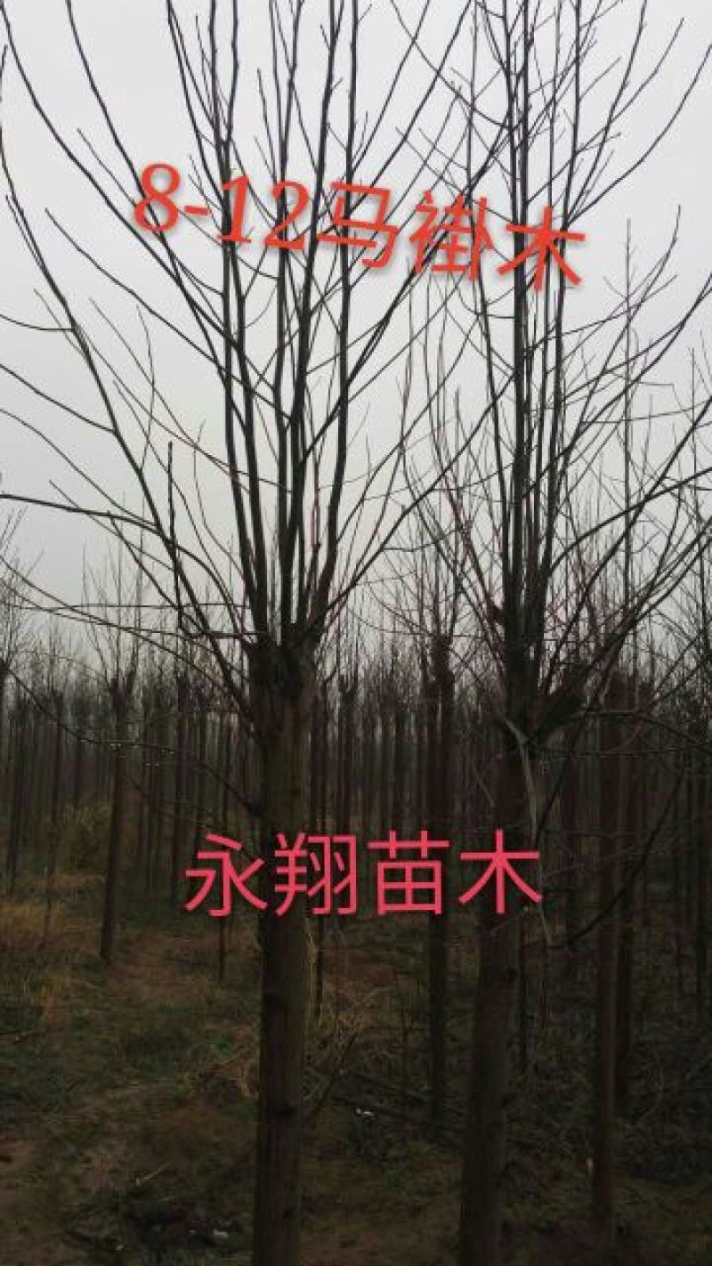 马褂木10~12cm10~12cm4米以上