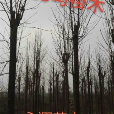 马褂木10~12cm10~12cm4米以上