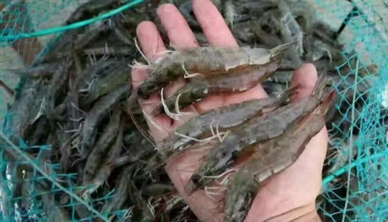 基围虾食用活虾