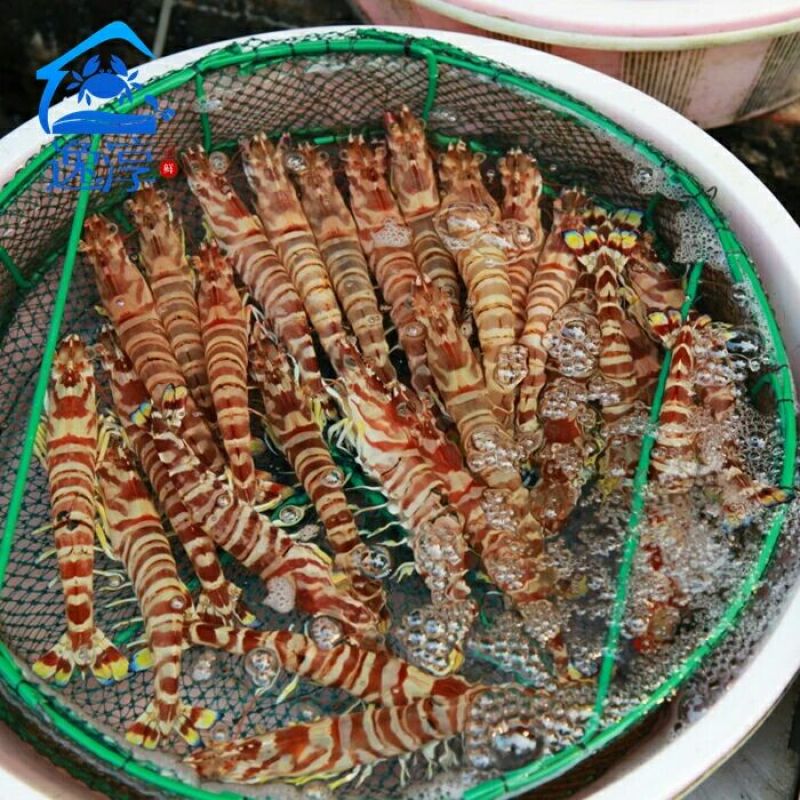 基围虾食用活虾