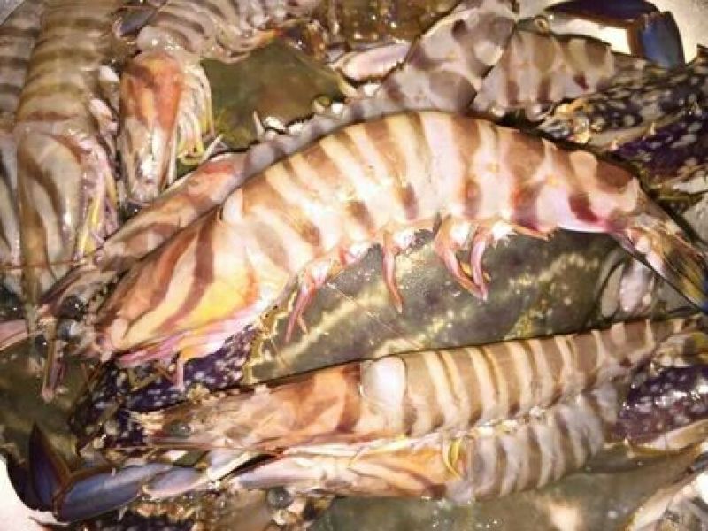 基围虾食用活虾