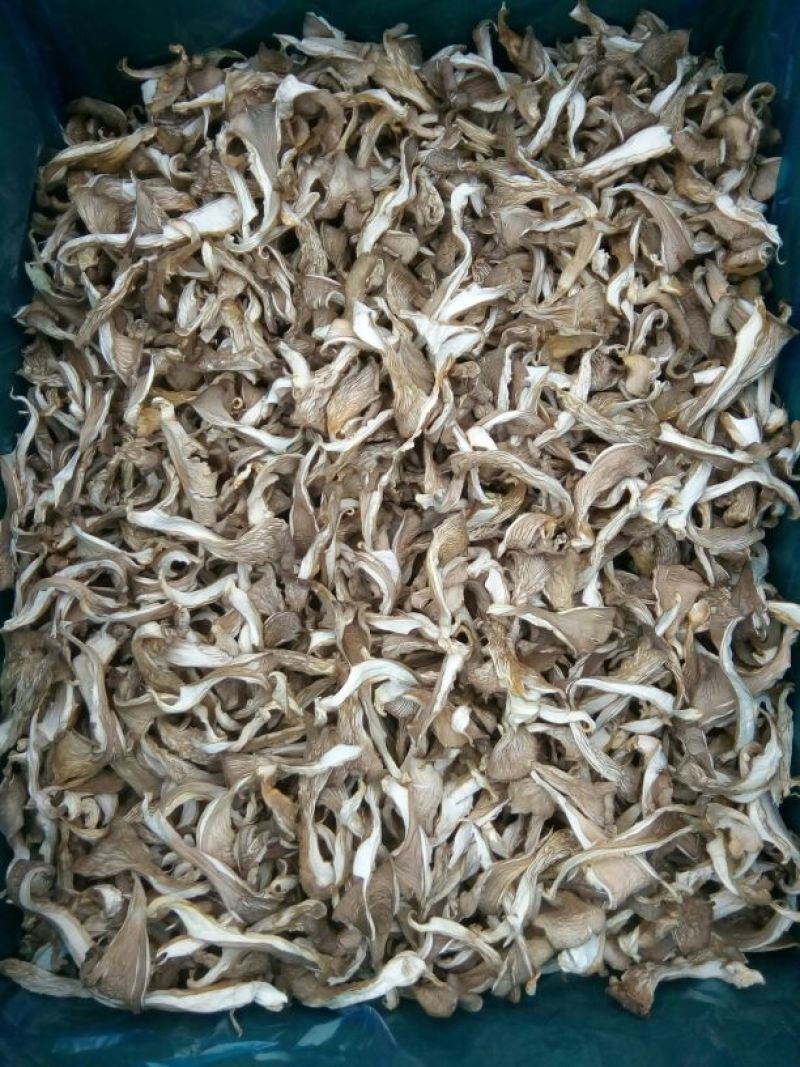 平菇凤尾菇鲍鱼菇干平菇食用菌蘑菇