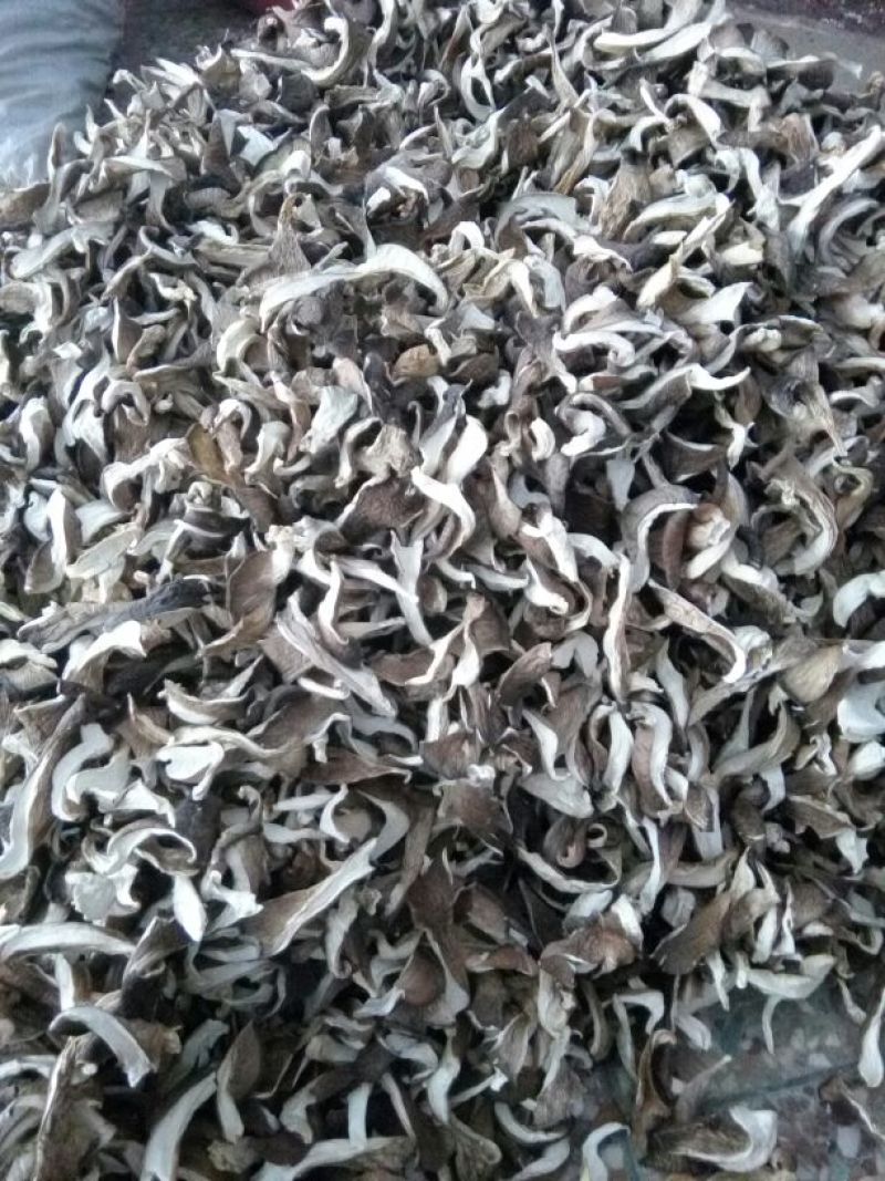 干平菇平菇干食用菌干蘑菇凤尾菇鲍鱼菇