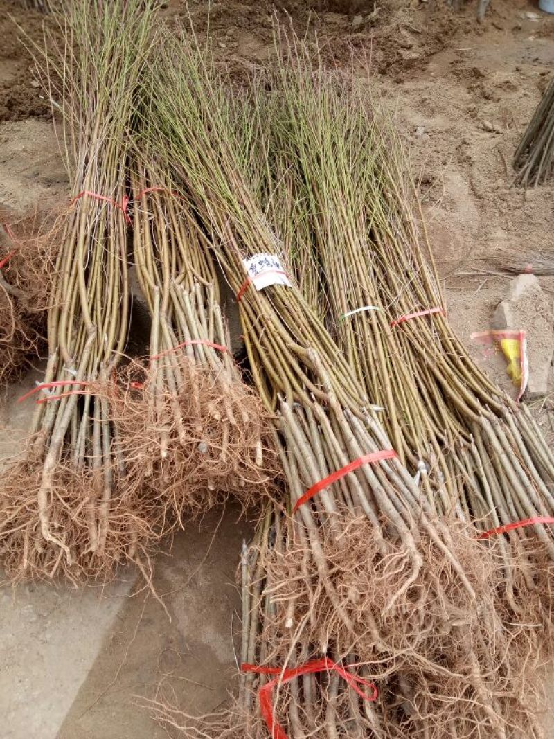 金秋红蜜桃树苗80cm以上