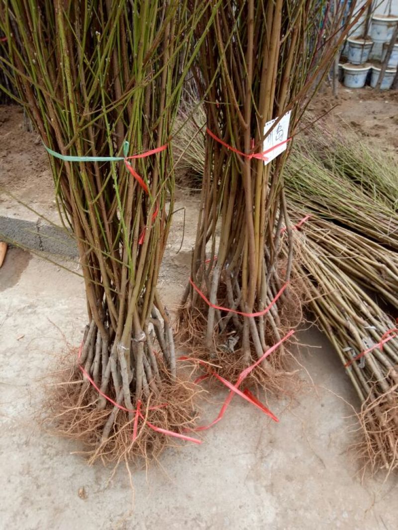 金秋红蜜桃树苗80cm以上