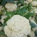 菜花江苏沛县工厂脱水市场白面青梗散花菜有机菜花