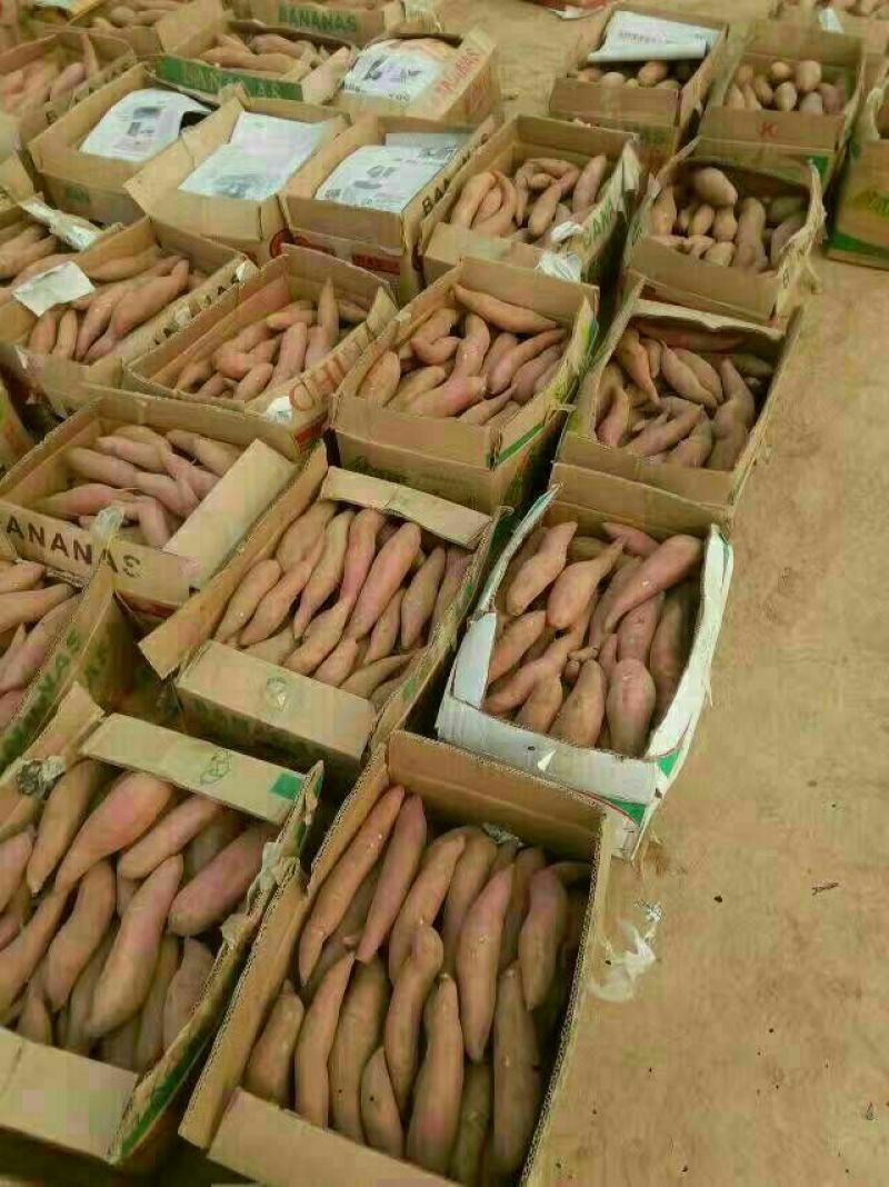 紫薯3两以上紫心