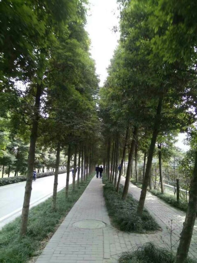 小叶桢楠3~4m