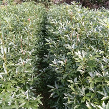 小叶桢楠3~4m