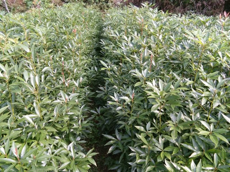小叶桢楠3~4m