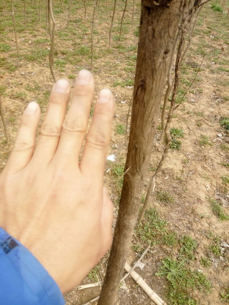 百日红2~4cm1.5~2米1米以下