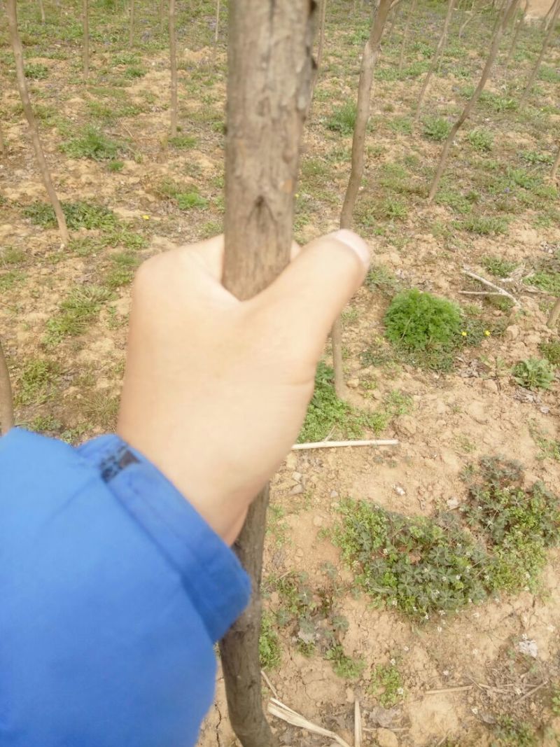 百日红2~4cm1.5~2米1米以下