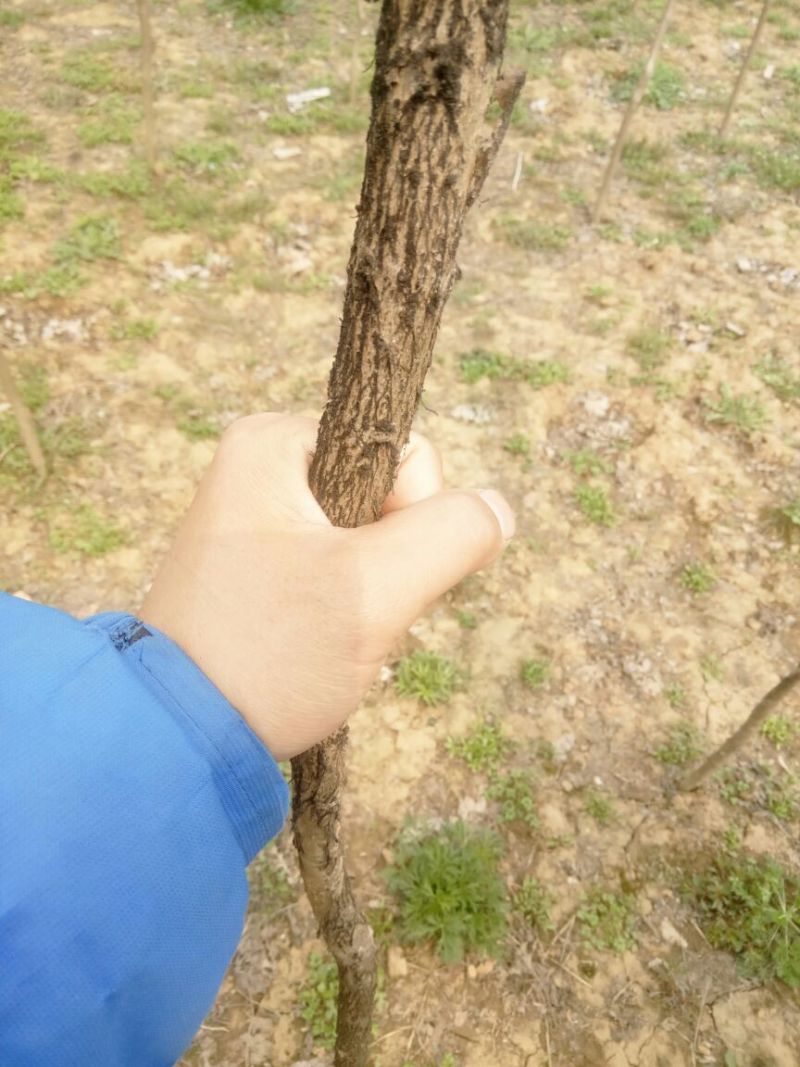 百日红2~4cm1.5~2米1米以下