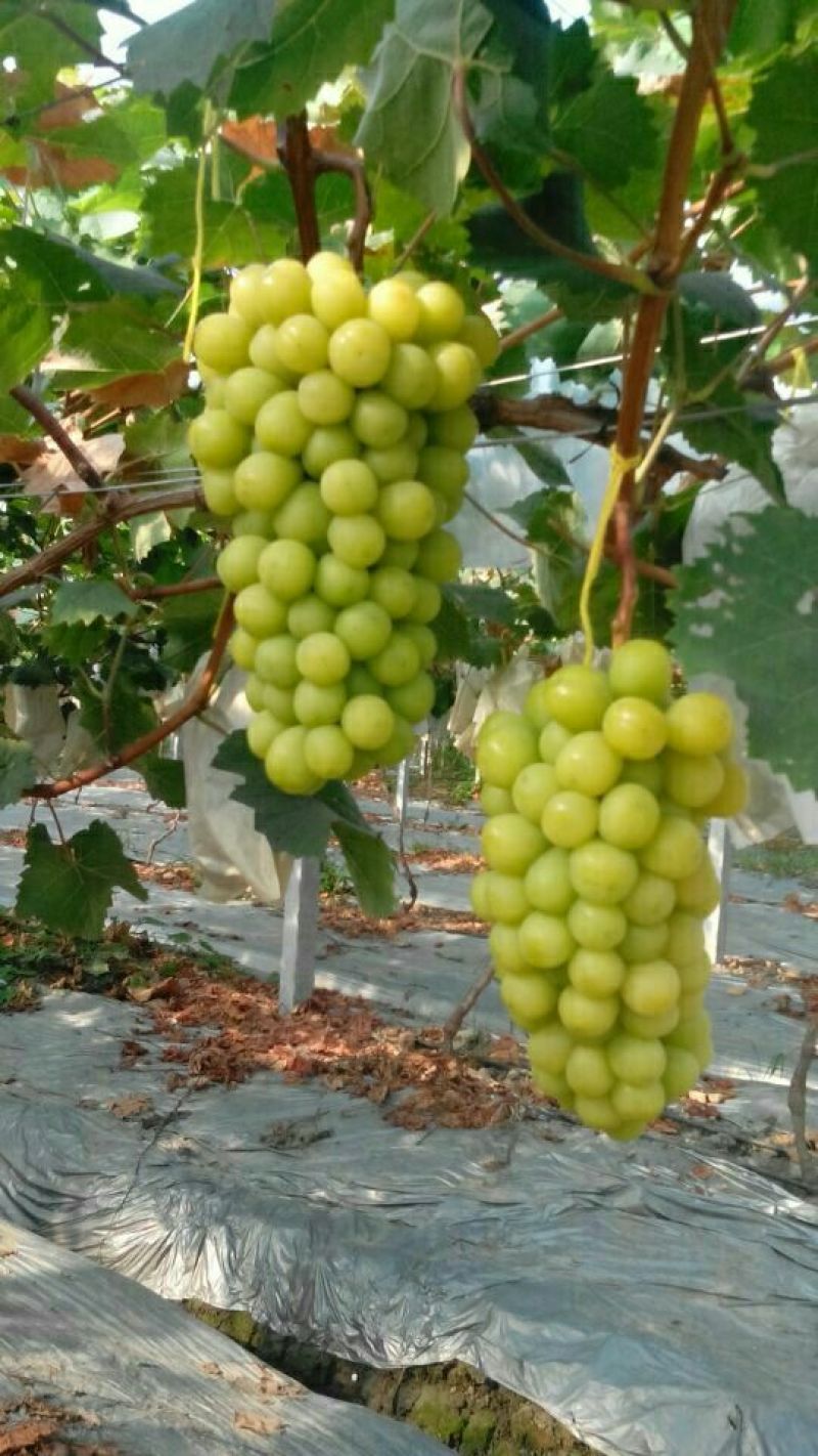阳光玫瑰葡萄苗，一年苗30~50cm，保证纯度假一赔十