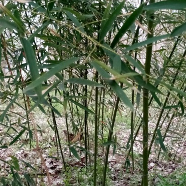 竹子3~4m