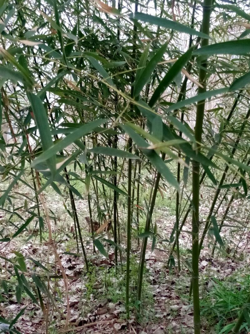 竹子3~4m