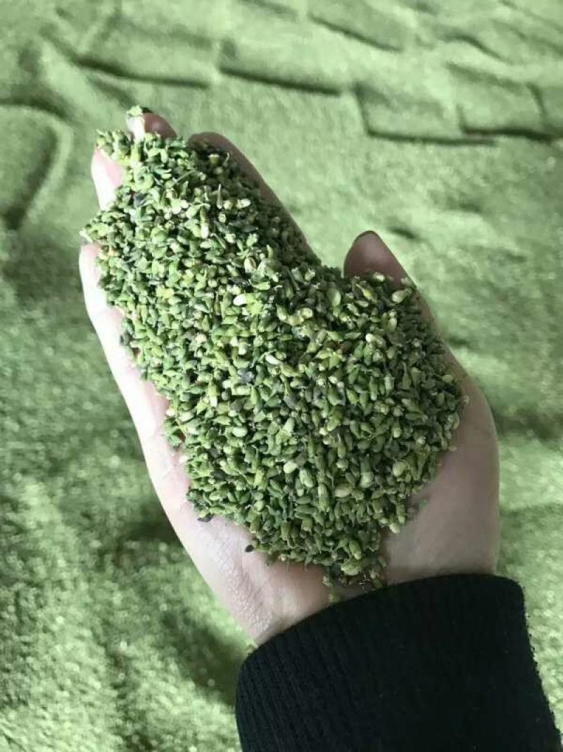 槐米山西1公斤起批无硫无添加不包邮只做正品
