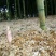 早竹春笋10~15cm