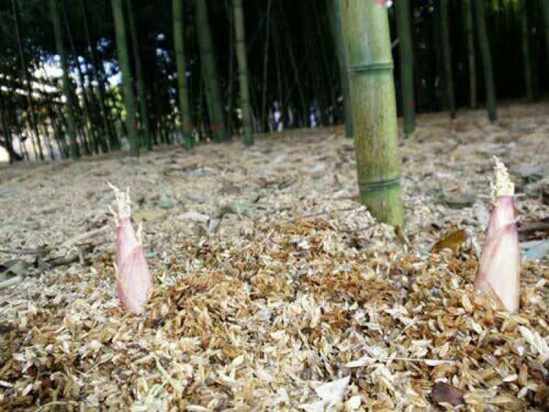 早竹春笋10~15cm