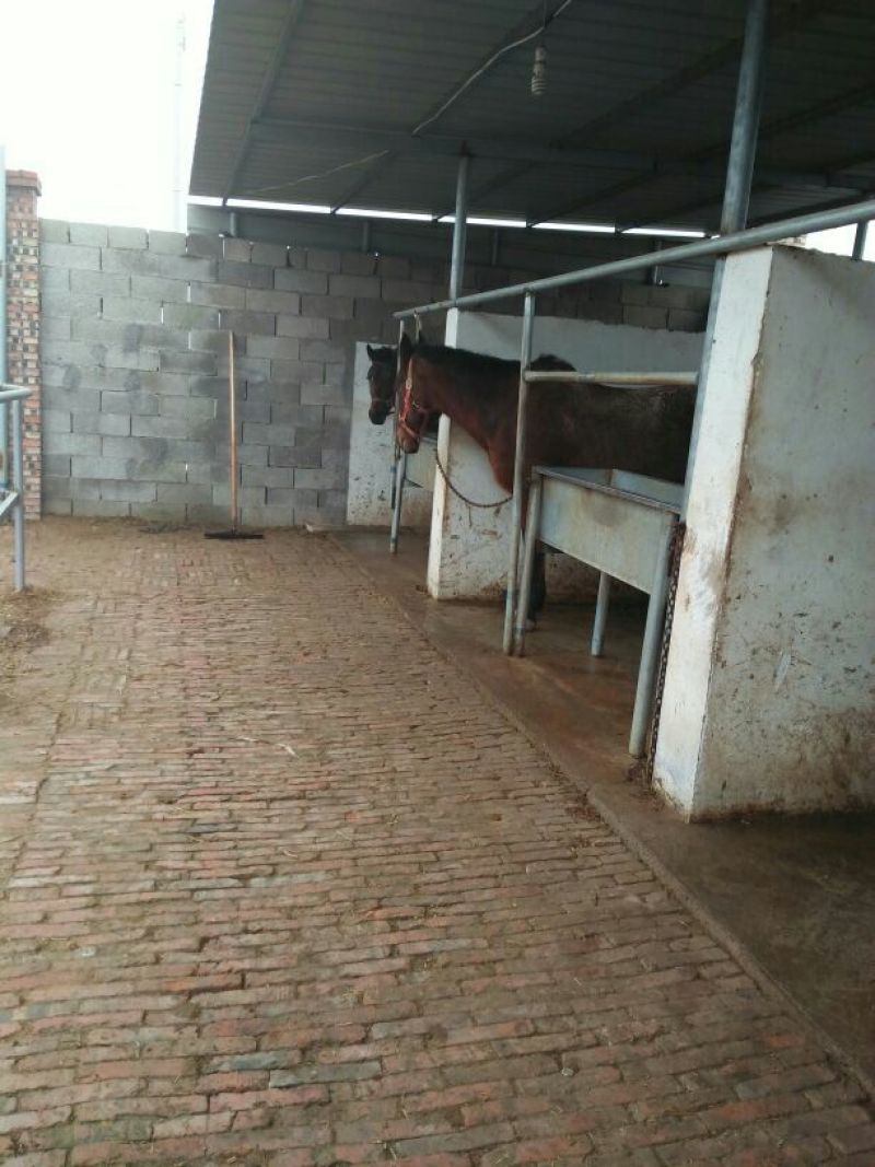 肉马200~300kg