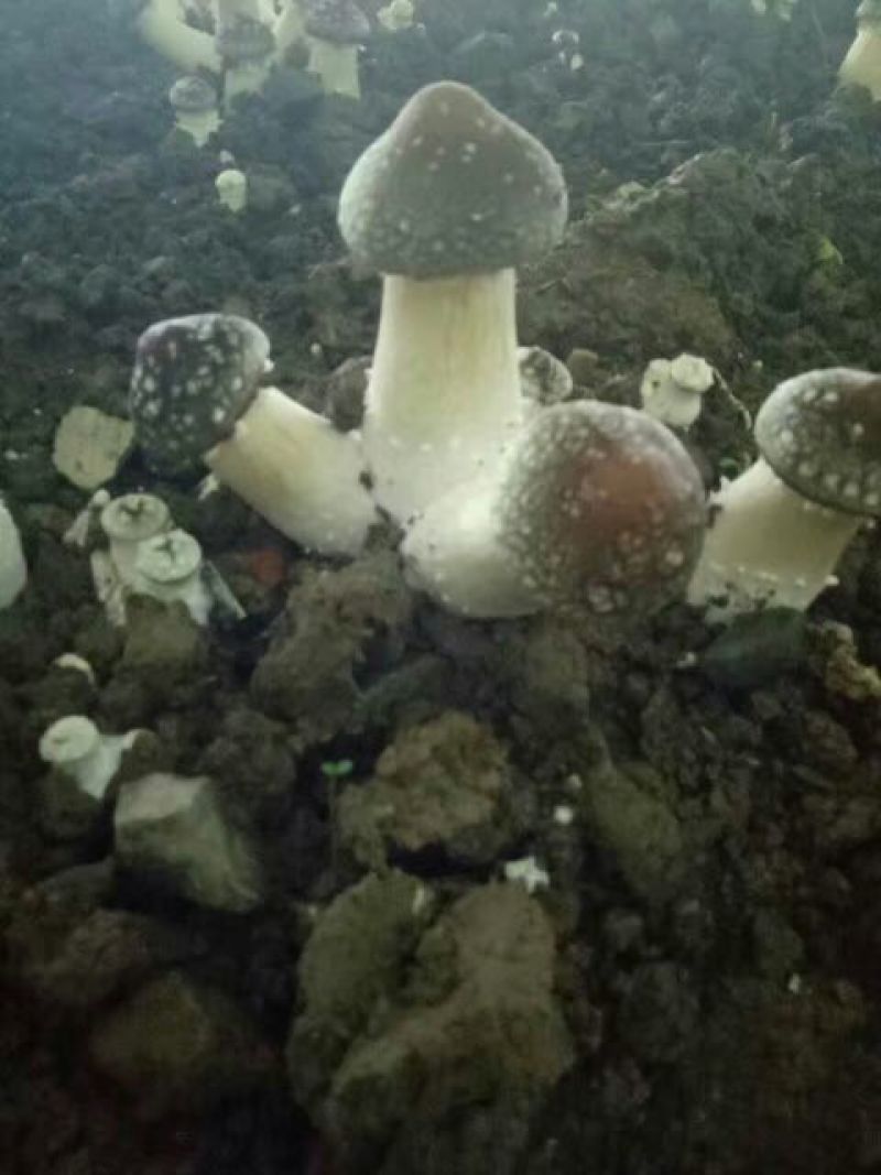 松茸鲜货，原生态野生化菌菇特级