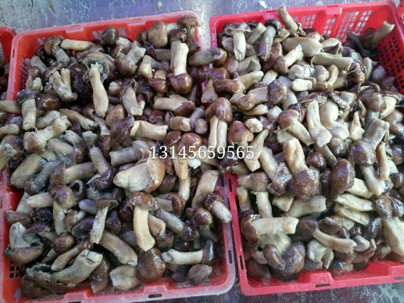 松茸鲜货，原生态野生化菌菇特级