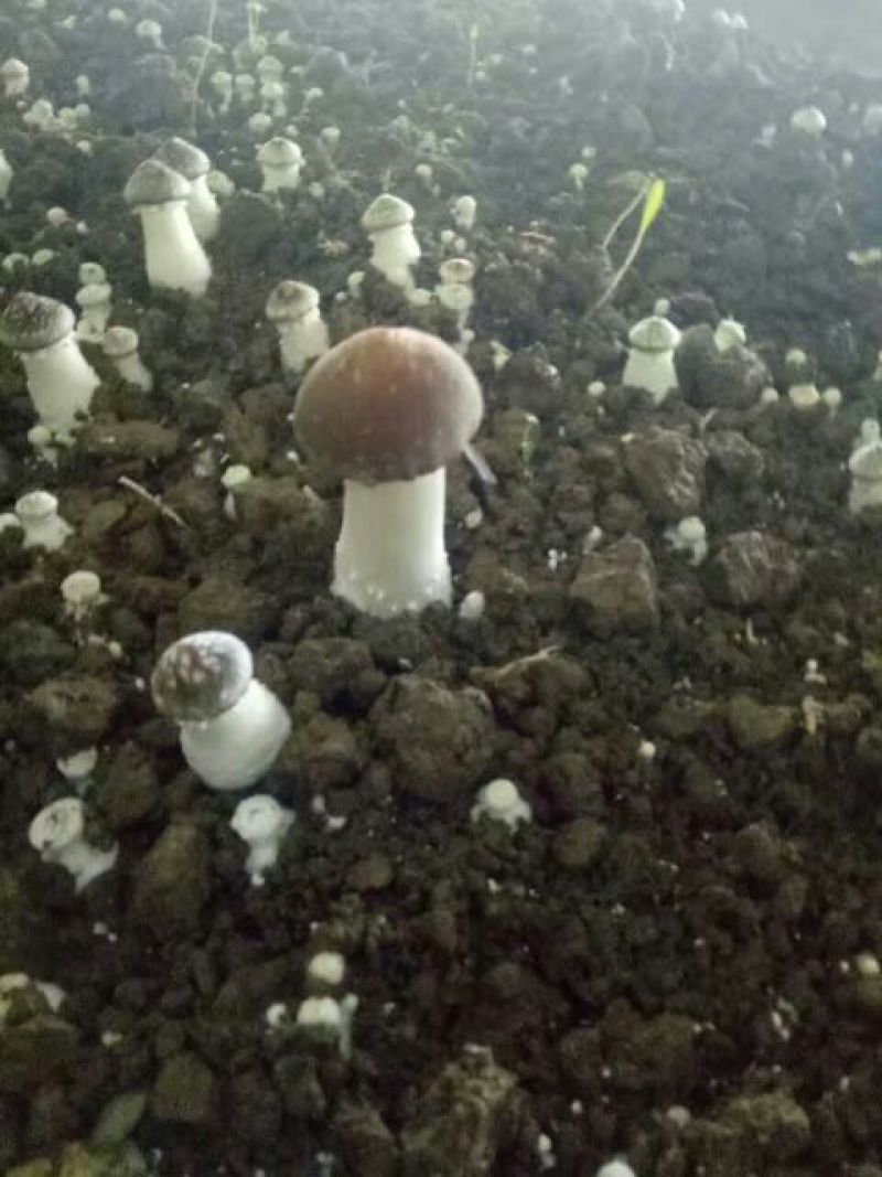 松茸鲜货，原生态野生化菌菇特级