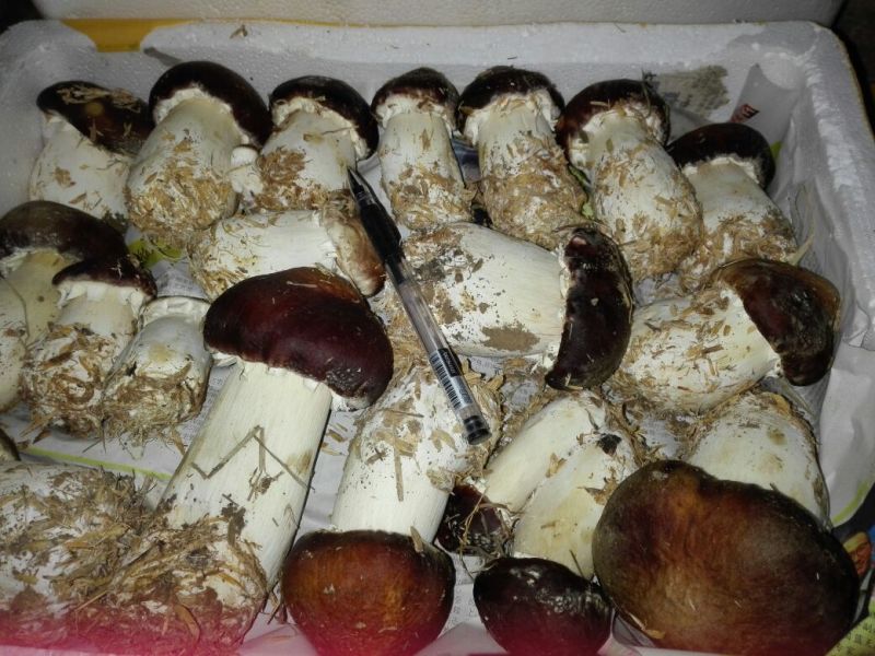 松茸鲜货，原生态野生化菌菇特级