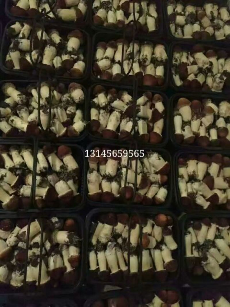 松茸鲜货，原生态野生化菌菇特级