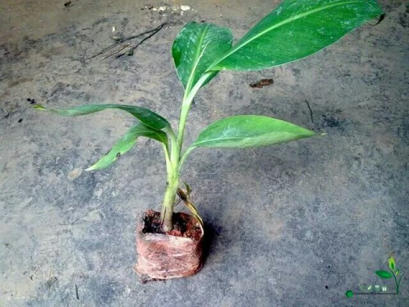 香蕉苗一级良种1~2年