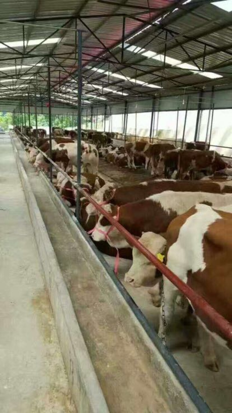 肉牛